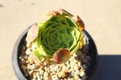 51#多肉植物アエオニウム錦❤️ミルクホワイト錦❤️2大頭10cm 拔き苗 51#多肉植物アエオニウム錦❤️ミルクホワイト錦❤️2大頭10cm