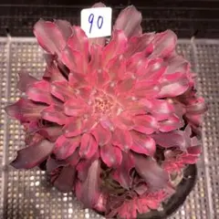 ❤️manami7155❤️さん専用