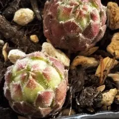 多肉植物 センペルビウム オレンジディップ No.25【緑】 - メルカリ