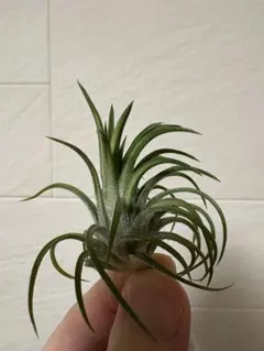 チランジア ロイテリ② (メルカリ便にてお届けします) チランジア ロイテリ② (メルカリ便にてお届けします)