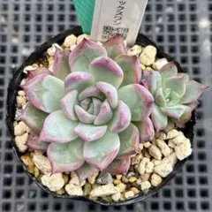 多肉植物 プリンセスティアラ 抜き苗 ミックスベリア おらいさん