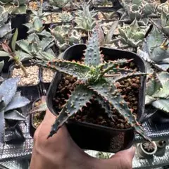 テンプラ TEMPURA アロエ 多肉植物 美苗 美株 多肉植物 1289 テンプラ TEMPURA アロエ 多肉植物 美苗 美株 多肉植物 1289