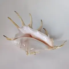 約25cm】イナズマツノヤシガイ 巻貝 巻き貝 - メルカリ
