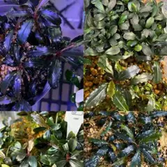 水草Bucephalandra ブセファランドラ6美種セット！完全水中葉値引可能