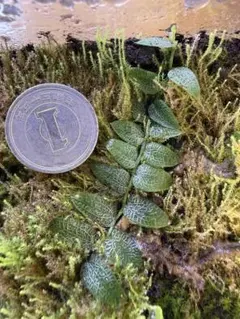 超マニア向け】Pothos aff.remotiflorus【ジメジメ系】① - メルカリ