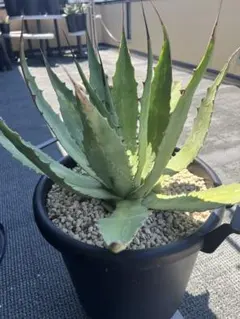 2026年最新】ワコマヒーの人気アイテム - メルカリ