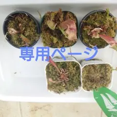 オレンジまま様専用ページ