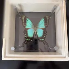 青と茶色の蝶の標本 2104のサムネイル