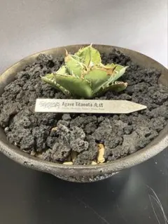 2025年最新】カタチ製作所 katachiseisakujyoの人気アイテム - メルカリ