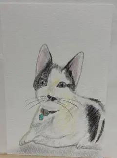 色鉛筆画 A4 秋色のハチワレ猫 - メルカリ