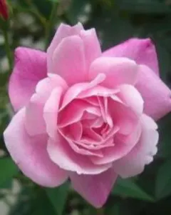 suzumedai2011ki様 リクエスト 2点 まとめ商品