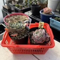 2025年最新】多肉 七福神の人気アイテム - メルカリ