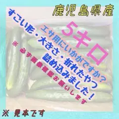3日発送　凄く訳ありきゅうり　5キロ　エサ用