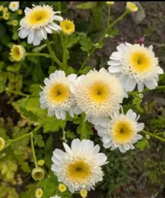 ぴぃ様 リクエスト 2点 まとめ商品