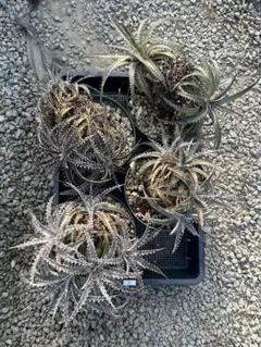 ベイカーディッキア まとめ売り Dyckia BS x Arizona 4鉢 ②のサムネイル