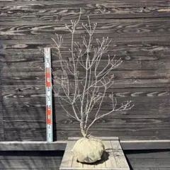 2025年最新】ミツバツツジの人気アイテム - メルカリ