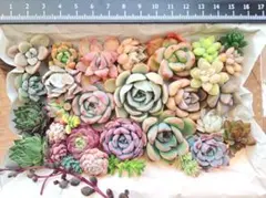 多肉植物A　カット苗　名前なし　寄せ植え　多肉弁当
