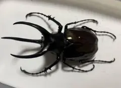 ネプチューンオオカブト 壁掛け標本 - メルカリ