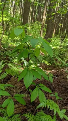 160cm 山野草 山採り 苗木 苗 クロモジ 薬効 ハーブ 癒やしの