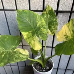 黄斑入り クワズイモ 二苗 - メルカリ