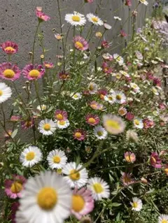 サぴゃす様 リクエスト 2点 まとめ商品