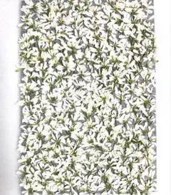 押し花素材、ユーホルビアダイヤモンドスノー。