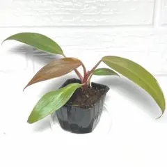 岐阜県産 自然栽培 里芋の苗、ランダム、不揃い 1セット４本、メルカリ便 兵庫県産 里芋 - メルカリ