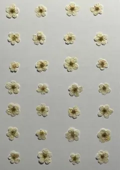 押し花素材パック　コデマリ（ホワイト）28個入 No1053