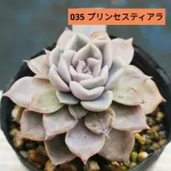 2026年最新】プリンセスティアラ多肉の人気アイテム - メルカリ