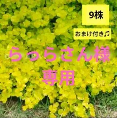 らっらさん様 リクエスト 2点 まとめ商品