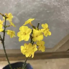 多肉植物。黄琉璃法師錦抜き苗 多肉植物。黄琉璃法師錦抜き苗 - メルカリ