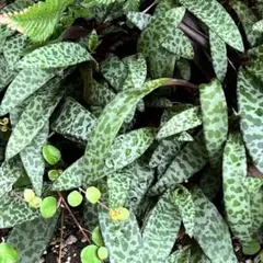【5株】豹紋（ひょうもん）　趣ある観葉植物　ビオラケア　多肉オマケ同梱サボテン等のサムネイル