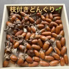どんぐり