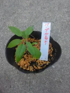 ヒャで様 リクエスト 2点 まとめ商品