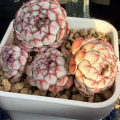 紅葉‼︎ 苔生す カット苗 おらいさん苗 ミックスベリア 多肉植物
