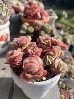 多肉植物抜き苗♡アイスローズ錦♡ポット内全部です♡ - メルカリ