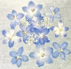 押し花 NO.393 デルフィニウム レースフラワー - メルカリ