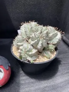 Euphorbia ホリダ NA1 たにっくん工房株 Euphorbia ホリダ NA1 たにっくん工房株 - メルカリ