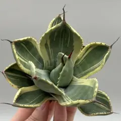 s*0様 【極上変種株】 パリー ライムストリーク 極上　アガベ　トランカータ 極上変種株】 パリー ライムストリーク 極上 アガベ トランカータ