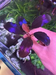 2株分】ブセファランドラ ネオレッド 水中葉Bucephalandra sp. - メルカリ