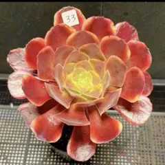 35#多肉植物アエオニウム錦❤️碧火❤️1大頭9cm 拔き苗 - メルカリ