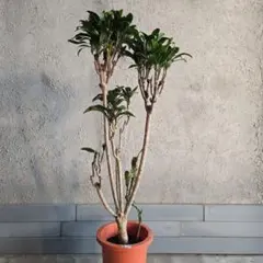 2026年最新】コルジリネの人気アイテム - メルカリ