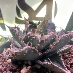 2025年最新】金蟾 アガベの人気アイテム - メルカリ