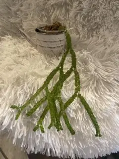 匿名　人気　フペルジア　ヌンムラリフォリア　Nummularifolia Aのサムネイル