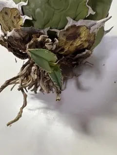 アガベ Agave オテロイ oteroi FO-076のサムネイル