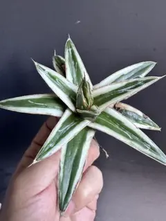 多肉植物アガベ 氷山 小株 6株同梱 発根済 Yahoo!オークション - L51 厳選 多肉植物 アガベ 氷山 発根済み