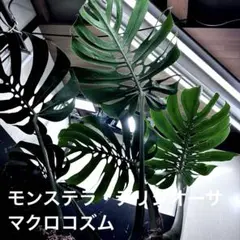 2026年最新】モンステラマクロコズムの人気アイテム - メルカリ