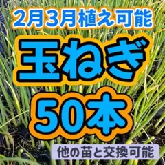 2026年最新】玉ねぎ 苗 農薬不使用の人気アイテム - メルカリ