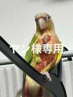 ヤン様専用