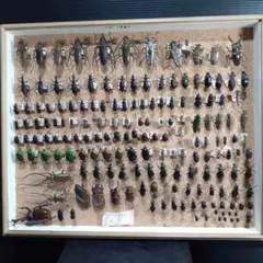 いしちゃん　オサムシ　学術標本 2025年最新】オサムシ 標本の人気アイテム - メルカリ